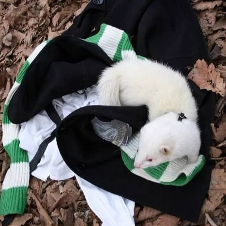 Draco Malfoy- ferret!? thumbnail