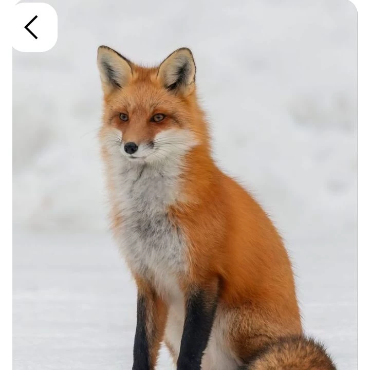 Alexander Fox thumbnail
