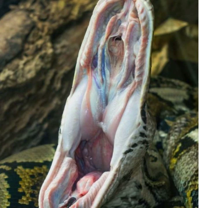 Mudzan Kibutsudzi (Snake Form) thumbnail
