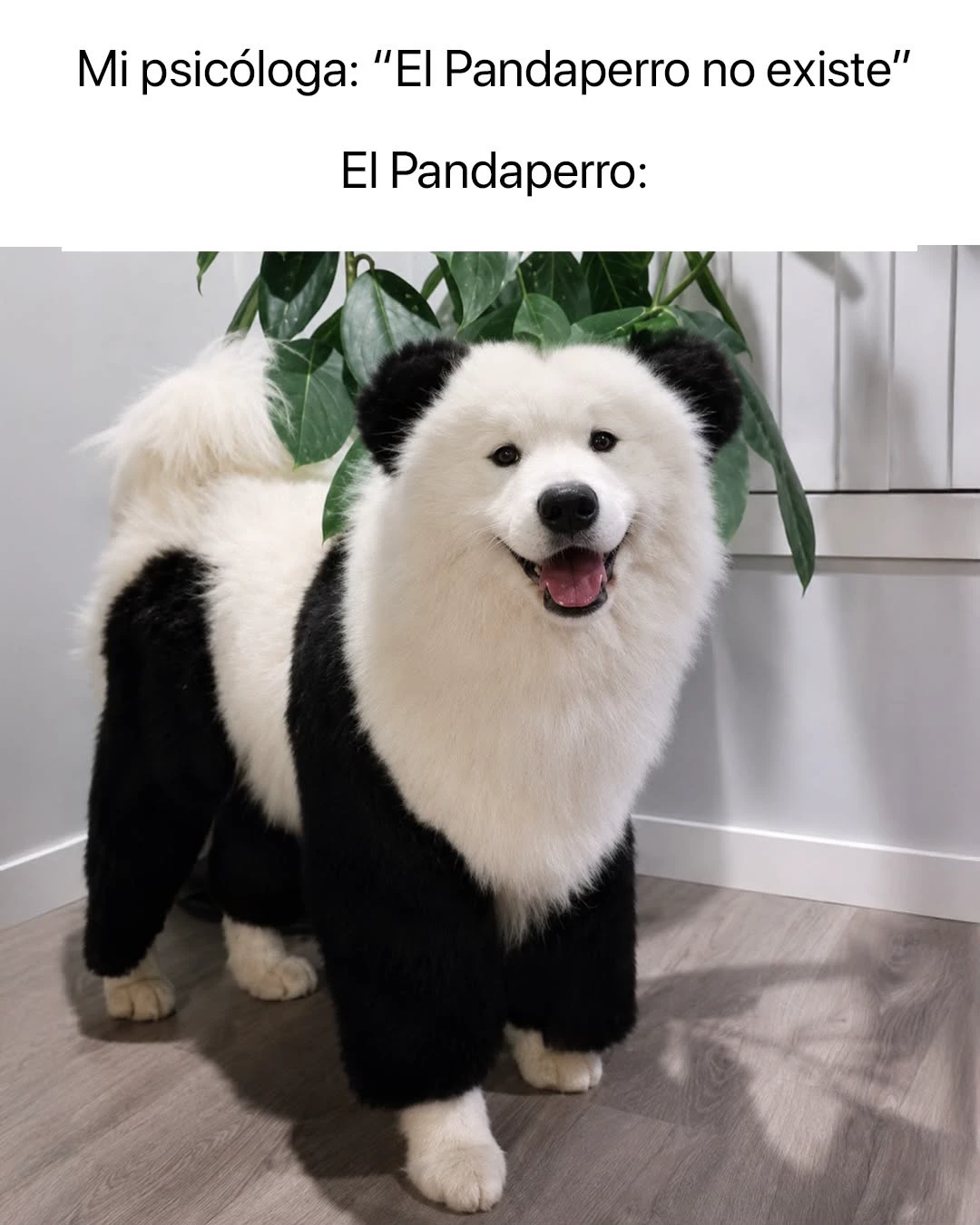PANDADOGS🗣️🔥🔥🔥🔥 thumbnail