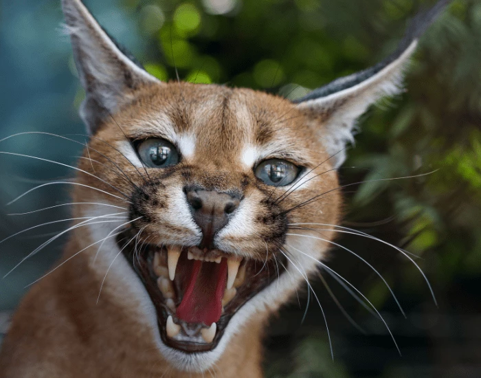 you a caracal and your human family. thumbnail