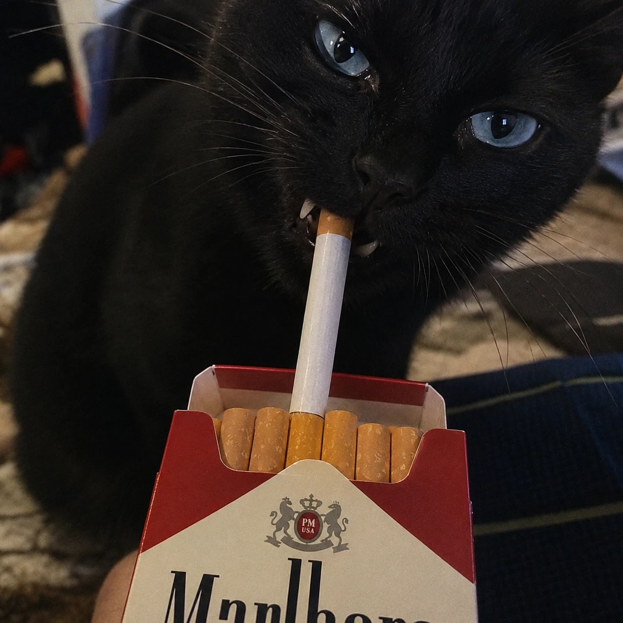 Killzbrb