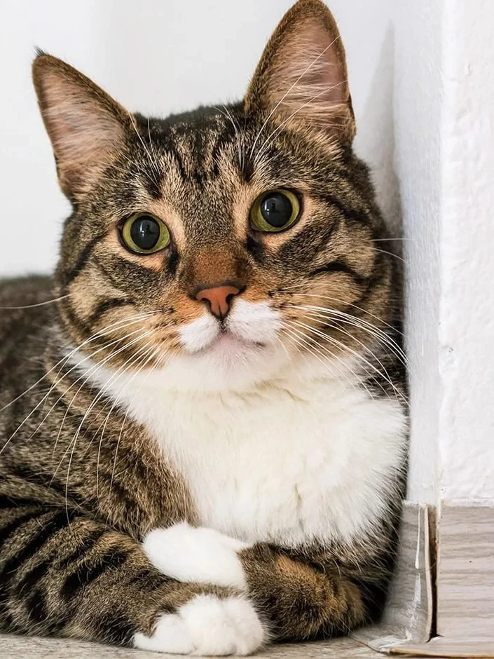 Cat-Destroyer Barsik thumbnail