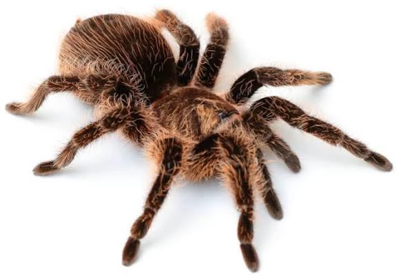spider thumbnail
