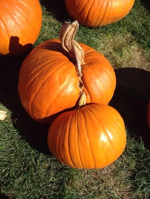 Pumpkin thumbnail