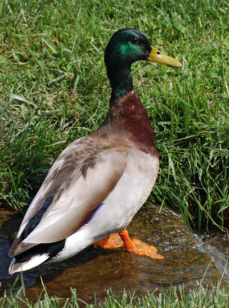 duck farm thumbnail