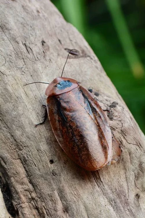 cockroach thumbnail