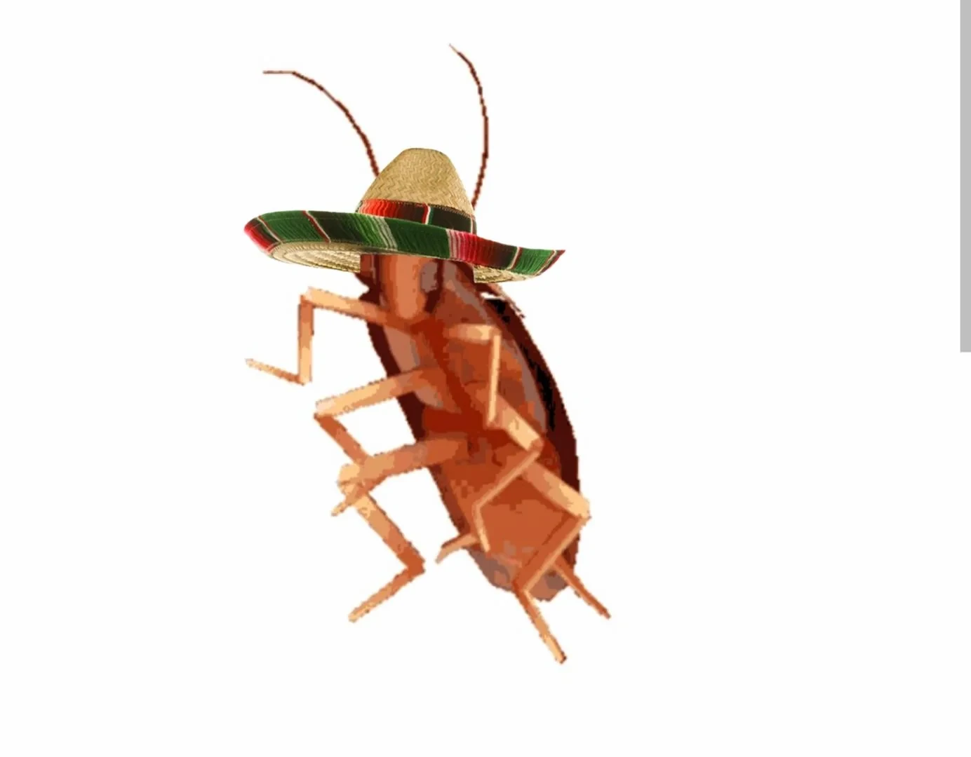 Cool Cockroach thumbnail
