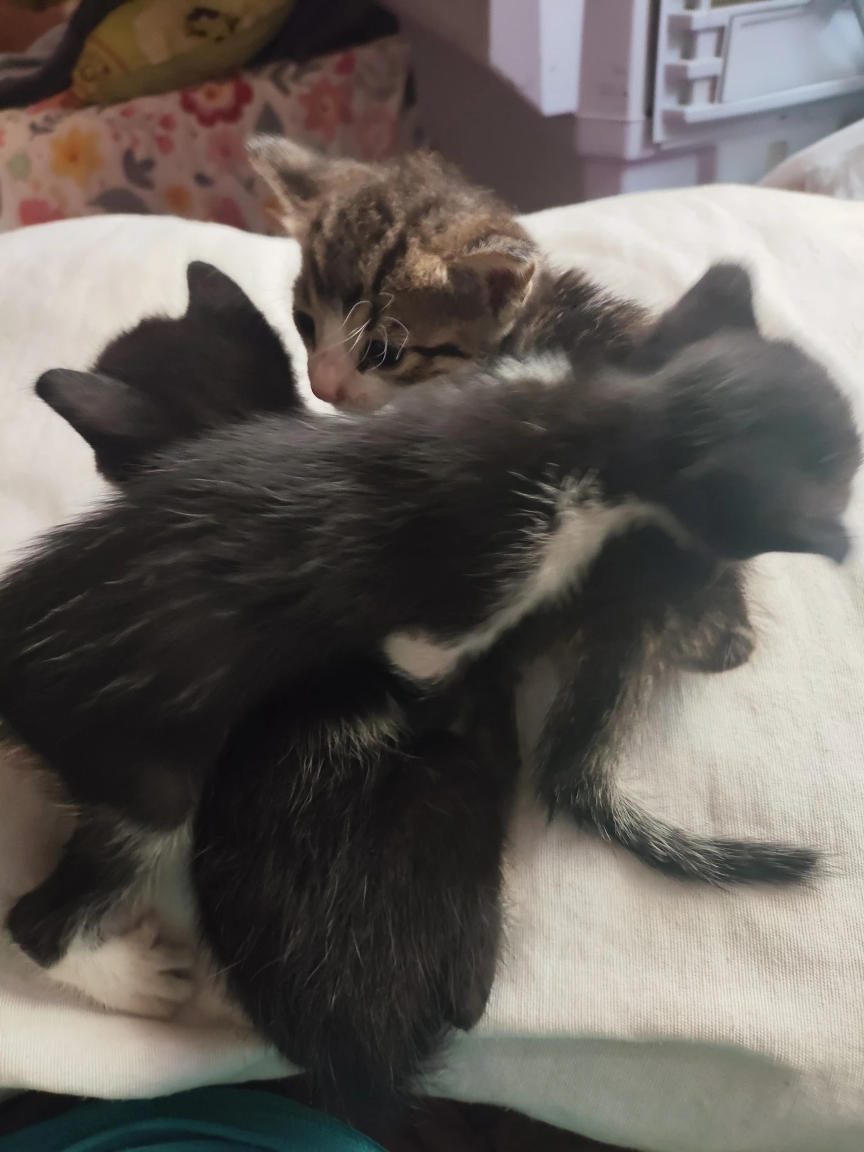 abandoned kittens thumbnail