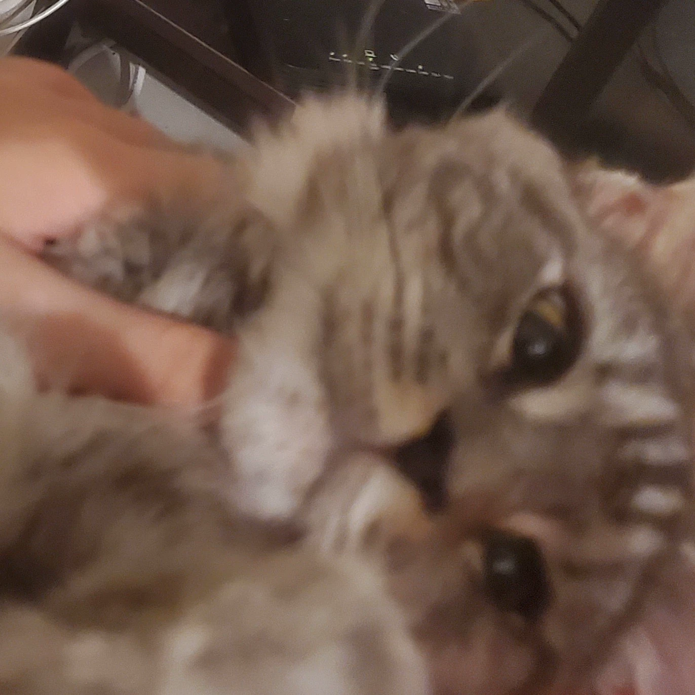 珀颖