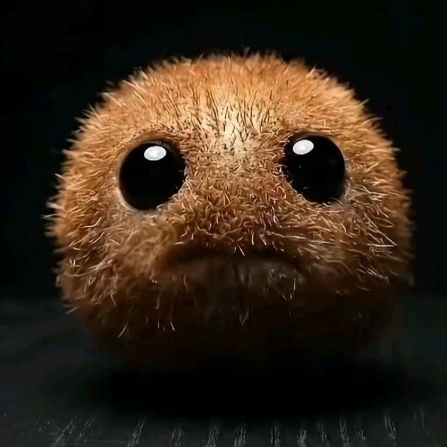 Pipka69