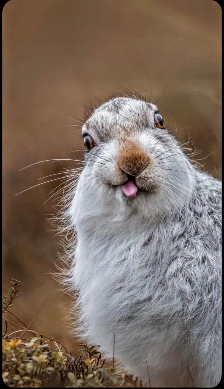Hare. thumbnail