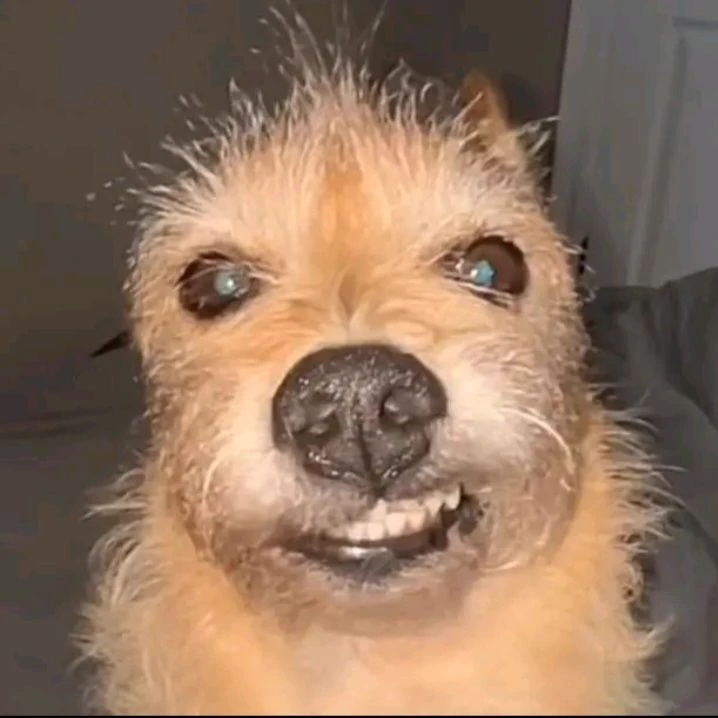 Ropopo dog thumbnail