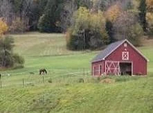 cow farm thumbnail
