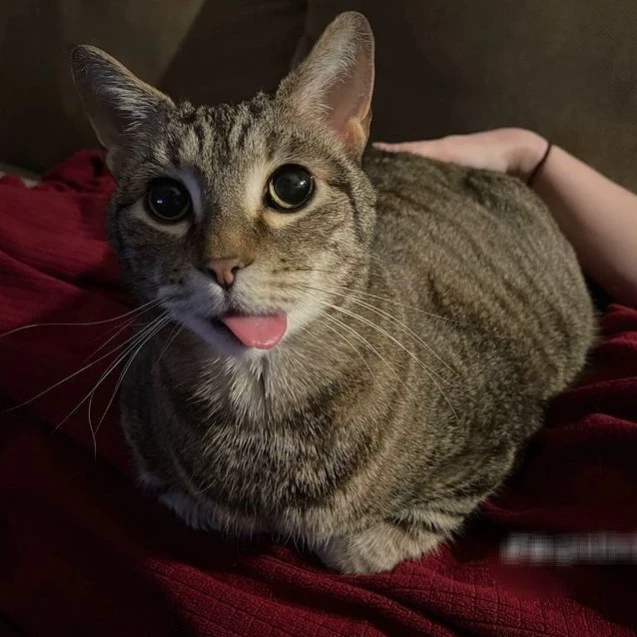 Angelo