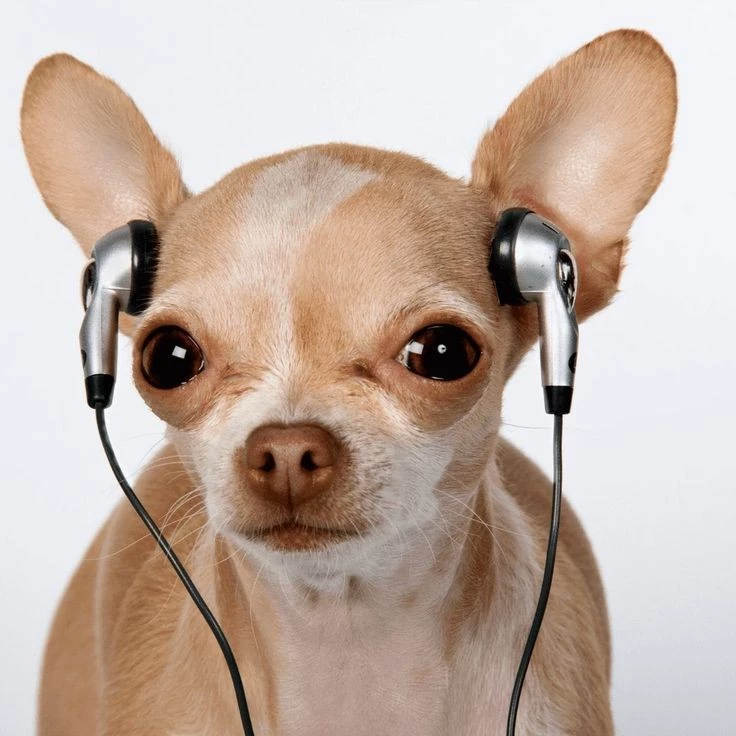 Chihuahua with headphones thumbnail