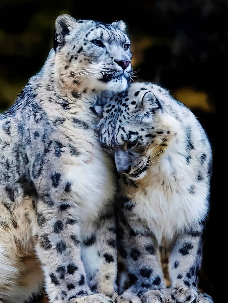 Between Claws and Snow ❄️🐆 thumbnail
