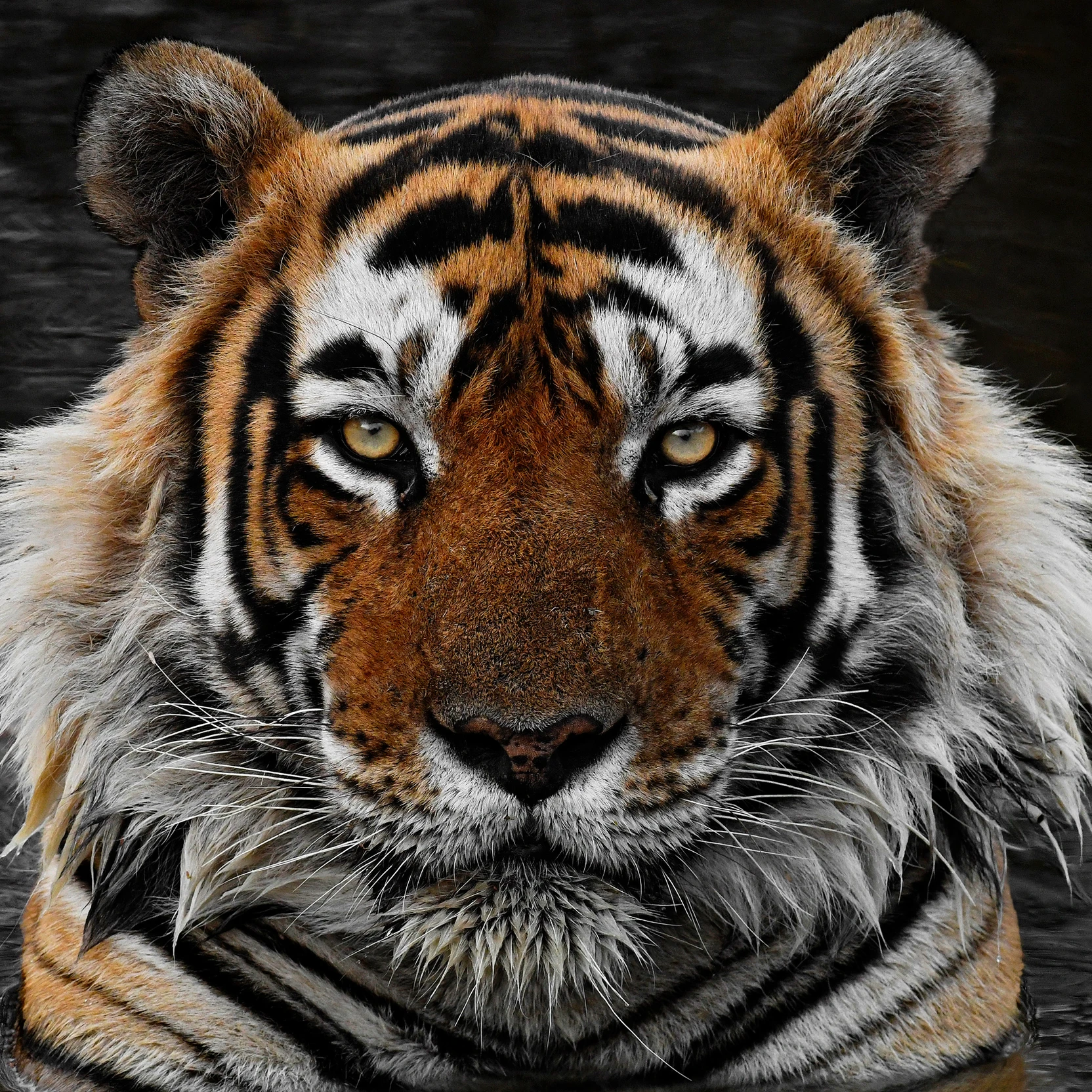 tiger  thumbnail
