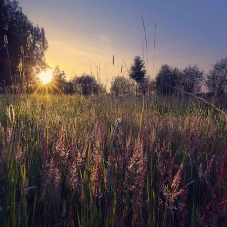 Meadow thumbnail