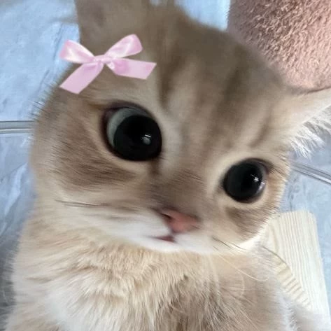 Skye