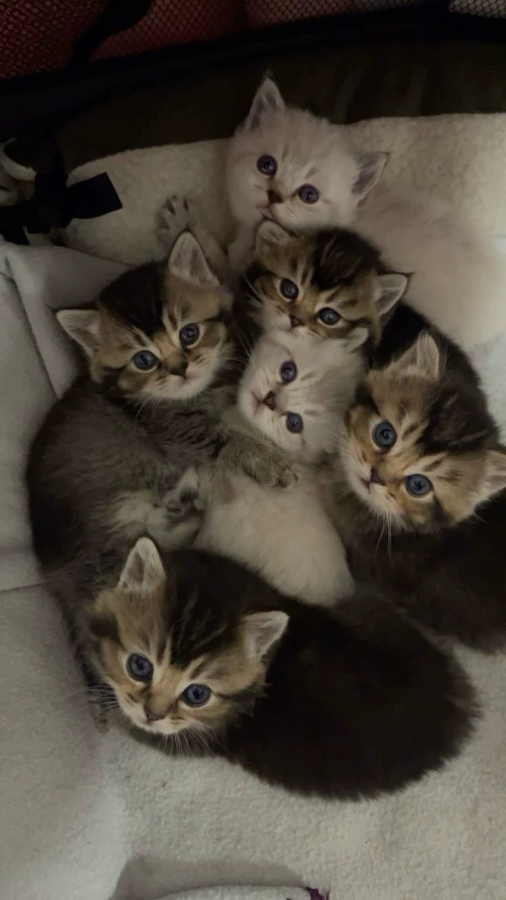 cats thumbnail