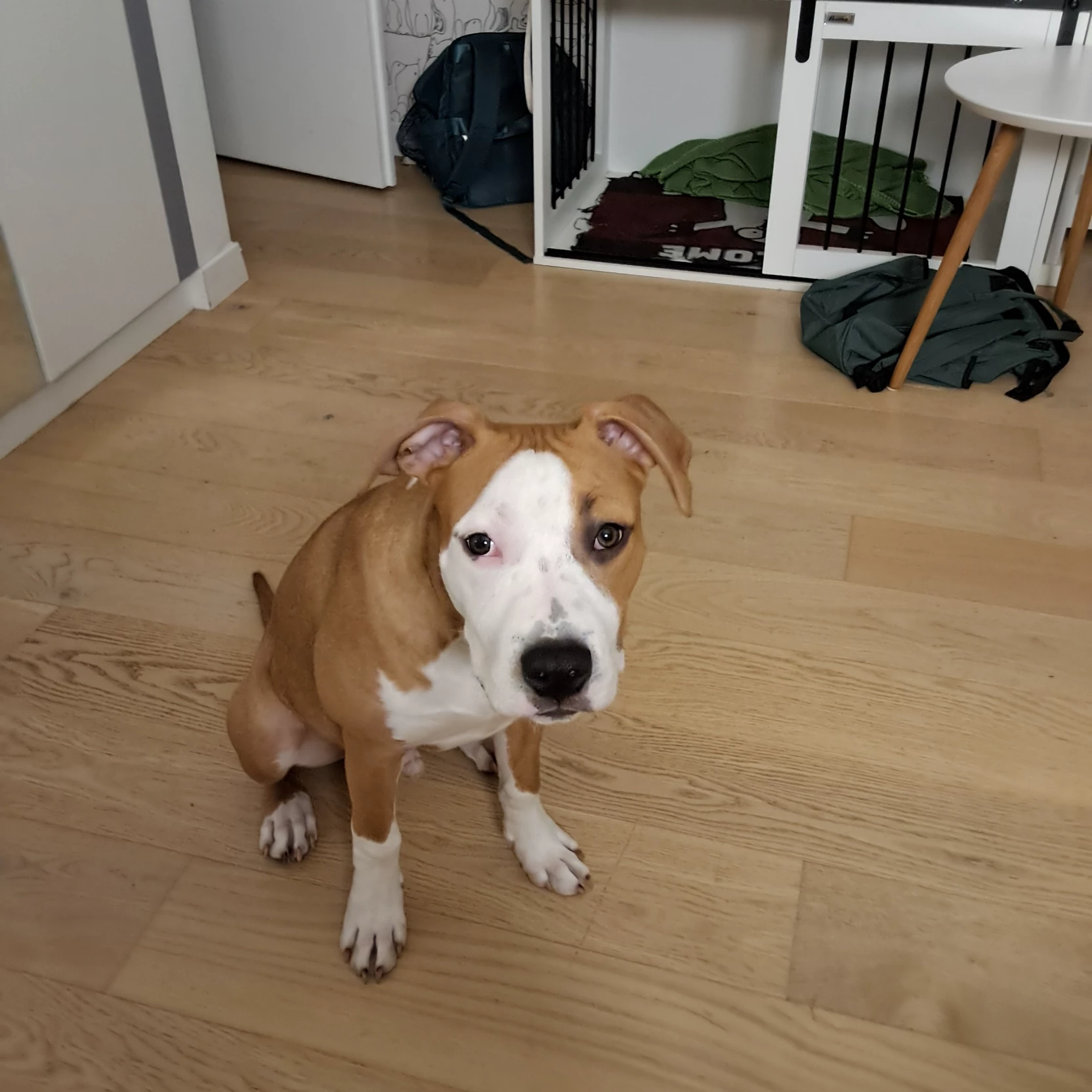 Saulė