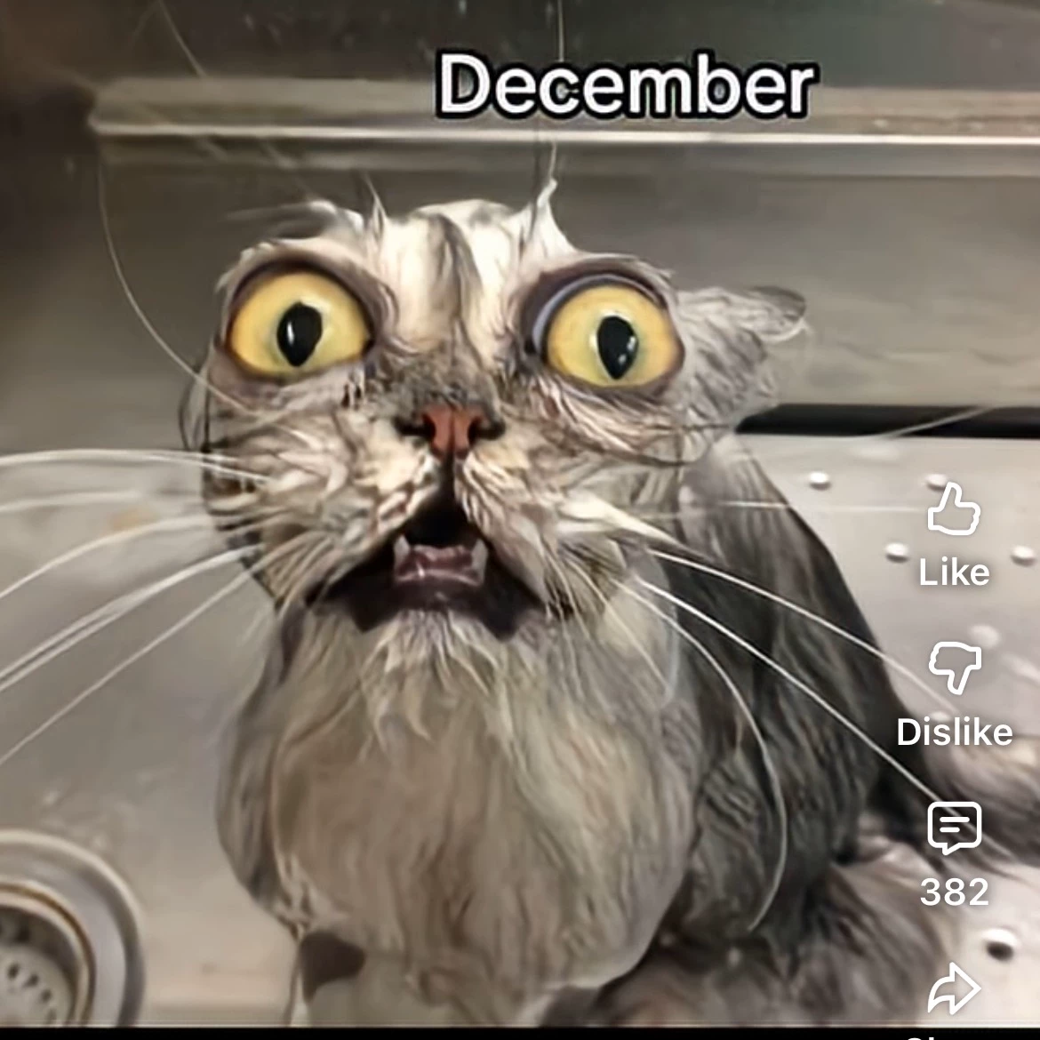 Meow