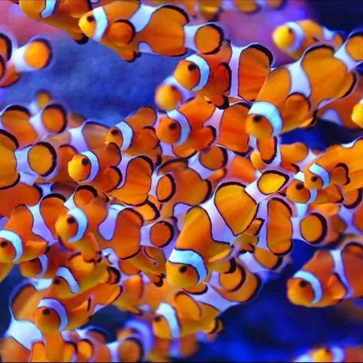 meowing clown fish thumbnail