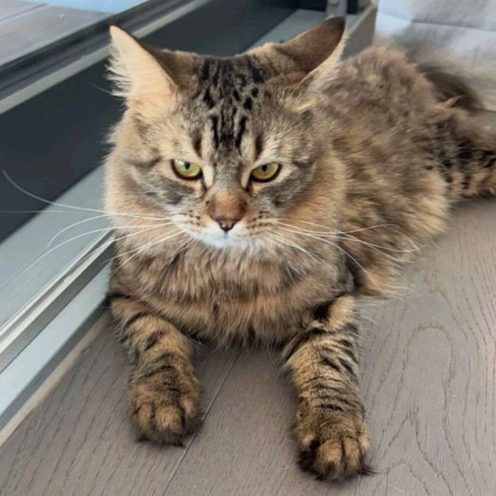 Sofia