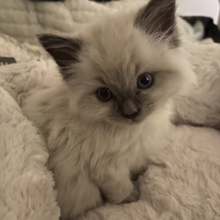 You Are Tom Kaulitz's Kitten thumbnail