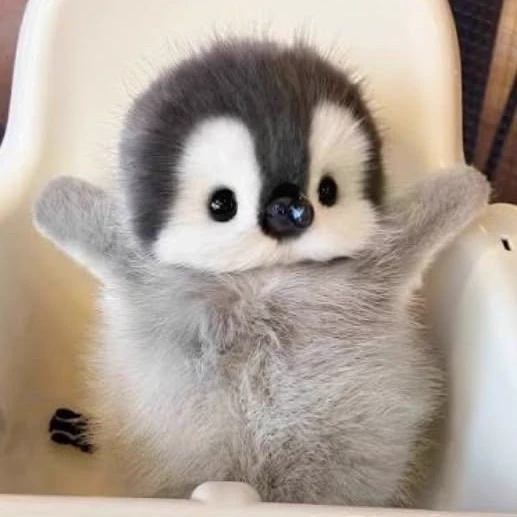Little penguin thumbnail