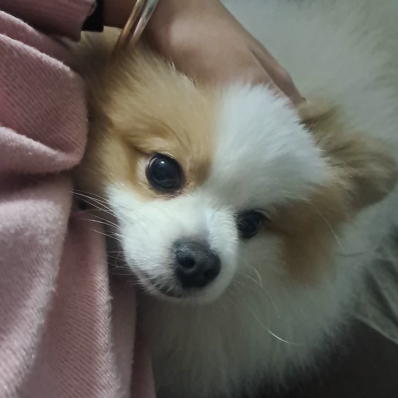 bella