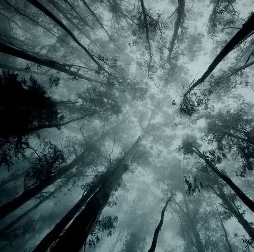 Lost in the forest thumbnail