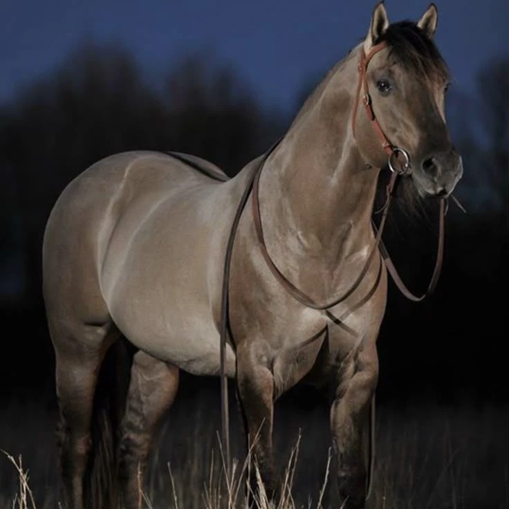 Obsidian, The Wild Stallion thumbnail