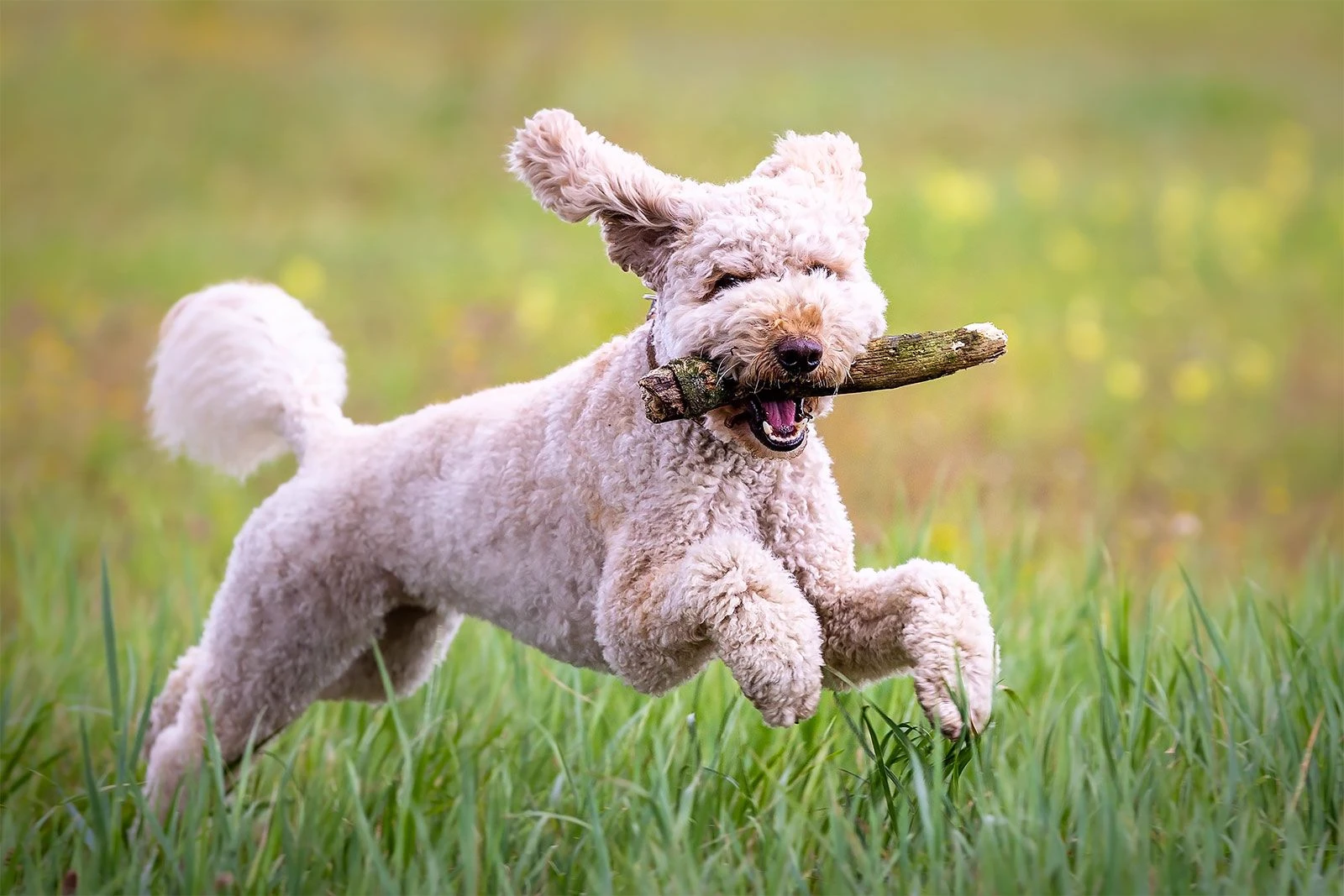 Dog thumbnail