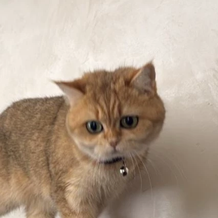 Kou