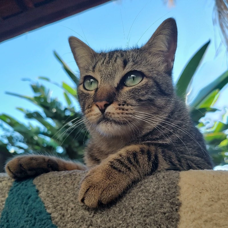 Júlia