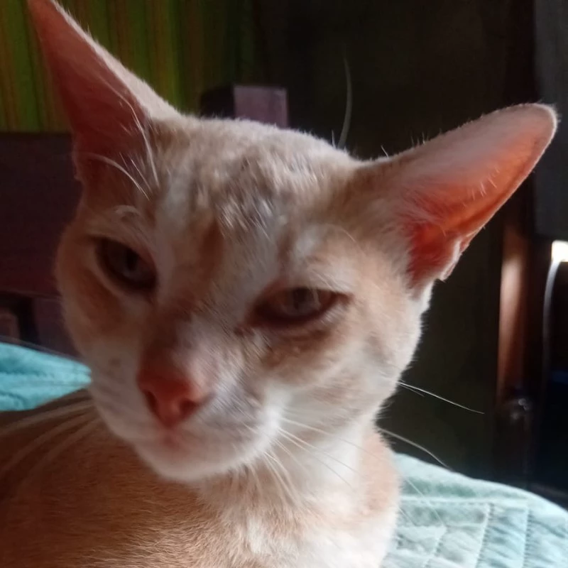 Guilherme