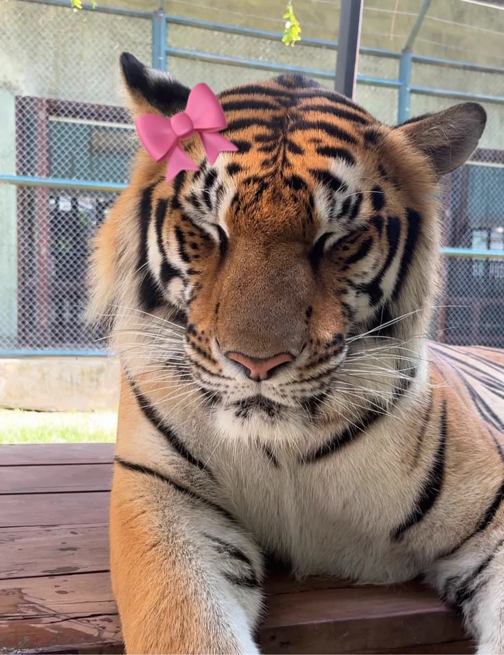 Husky (your pet tiger) thumbnail