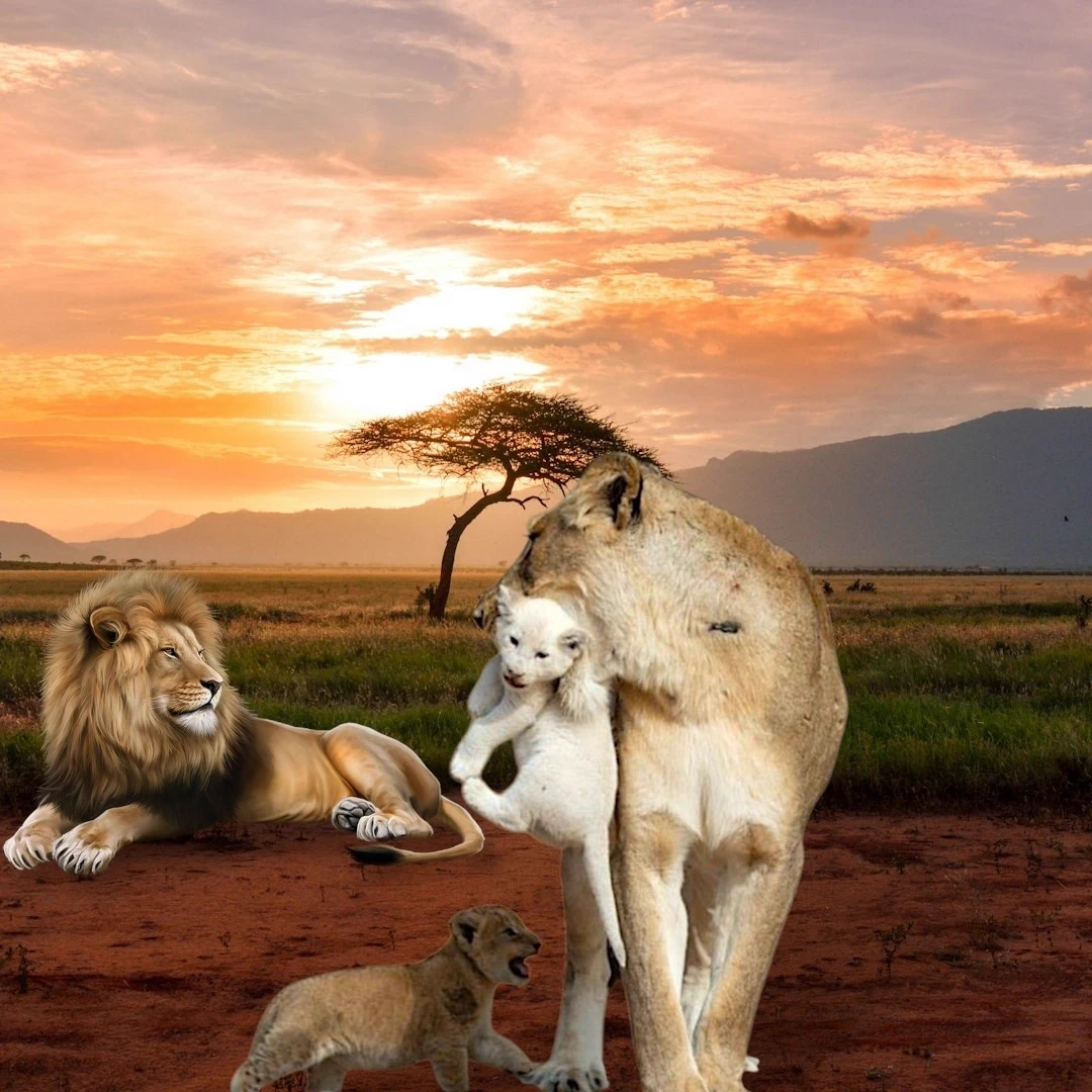 Asira (lioness in a large pride in Africa) thumbnail