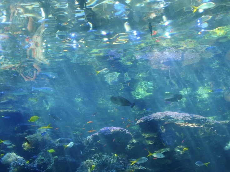 MHA-aquarium thumbnail