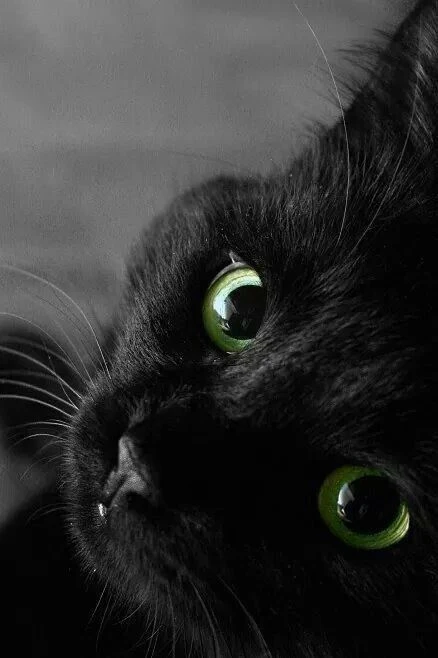 kitty catnoir thumbnail