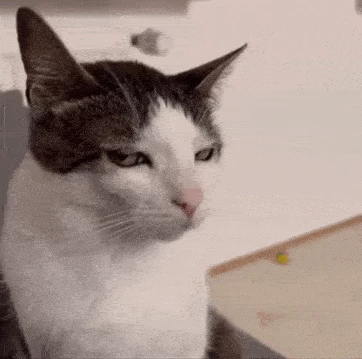 Cat thumbnail