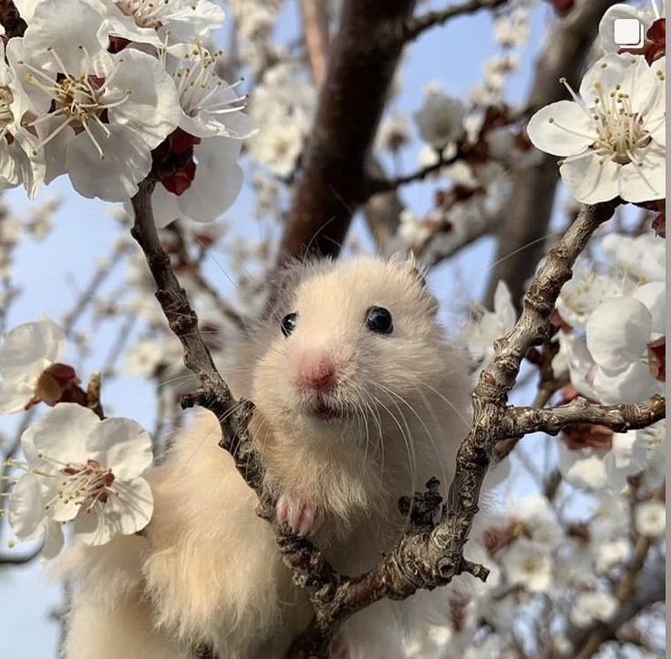 You are a hamster thumbnail