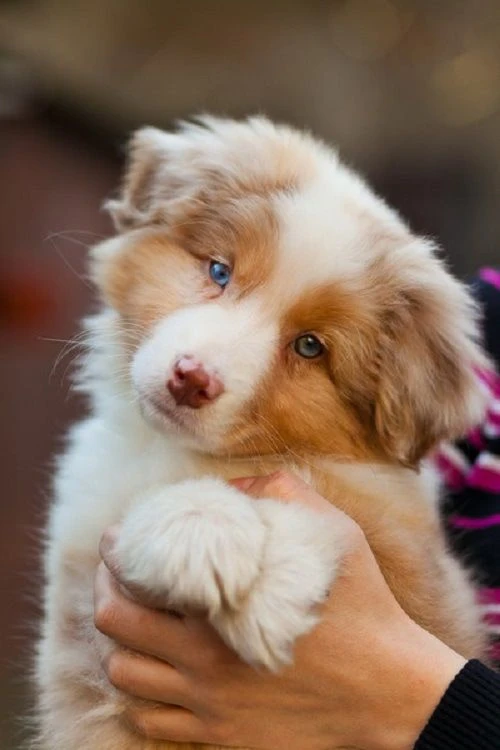 Border Collie Baby thumbnail