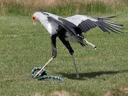 secretary bird thumbnail