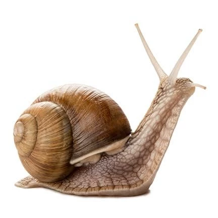 deadly slug thumbnail