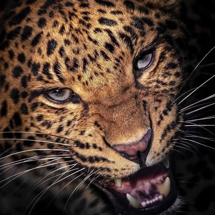 <Cat😼>