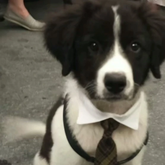 Perrito elegante
