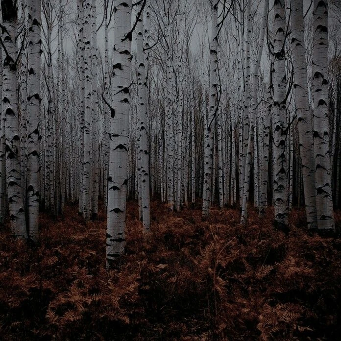 Birch Forest thumbnail